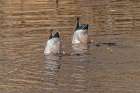 USA-Colorado-Loveland Male mallard ducks diving for food in lake Art Print